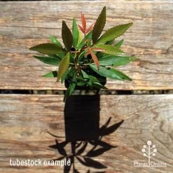 Ceratopetalum Shiraz - Christmas Bush -Eco Garden Shop apo ceratopetalum tubestock top