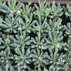 Senecio Chalk Sticks - Succulent -Eco Garden Shop apo chalk sticks dwarf plug plants