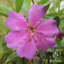 Tibouchina Chameleon -Eco Garden Shop apo chameleon dark pink