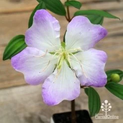 Tibouchina Chameleon -Eco Garden Shop apo chameleon flower open