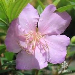 Tibouchina Chameleon -Eco Garden Shop apo chameleon pink