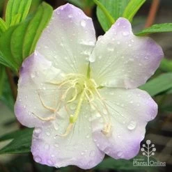 Tibouchina Chameleon -Eco Garden Shop apo chameleon tibouchina close