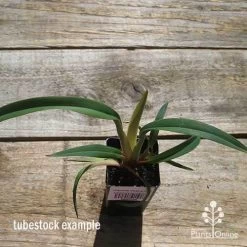 Dianella Cherry Red 21 Dianella Cherry Red -Eco Garden Shop apo cherry red tubestock top