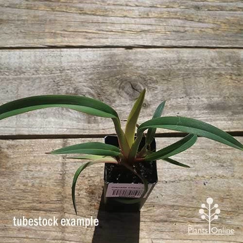 Dianella Cherry Red 11 Dianella Cherry Red - Image 11