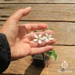 Choisya - Mexican Orange Blossom -Eco Garden Shop apo choisya flower size