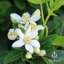 Choisya - Mexican Orange Blossom -Eco Garden Shop apo choisya flowers