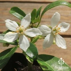 Choisya - Mexican Orange Blossom -Eco Garden Shop apo choisya flowers up close