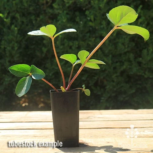 Hellebore Cinnamon Snow - Winter Rose 5 Hellebore Cinnamon Snow - Winter Rose - Image 5