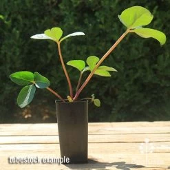 Hellebore Cinnamon Snow - Winter Rose 9 Hellebore Cinnamon Snow - Winter Rose -Eco Garden Shop apo cinnamon snow hellebore tubestock