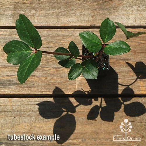 Hellebore Cinnamon Snow - Winter Rose 2 Hellebore Cinnamon Snow - Winter Rose - Image 2