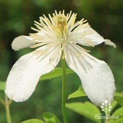 Clematis Montana Alba -Eco Garden Shop apo clematis alba flower closeup