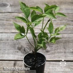 Clematis Montana Alba -Eco Garden Shop apo clematis alba tubestock