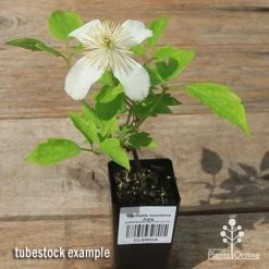Clematis Montana Alba -Eco Garden Shop apo clematis alba tubestock flowering