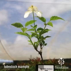 Clematis Montana Alba -Eco Garden Shop apo clematis alba tubestock2