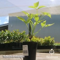 Clematis Montana Alba -Eco Garden Shop apo clematis white tubestock