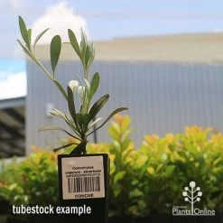 Convolvulus Cneorum - Silverbush -Eco Garden Shop apo cneorum tubestock