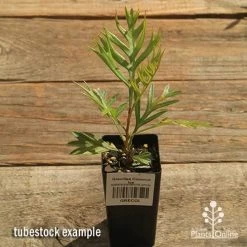 Grevillea Coconut Ice -Eco Garden Shop apo coconut ice tubestock top