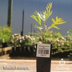 Grevillea Coconut Ice -Eco Garden Shop apo coconut ice tubestock 1
