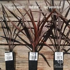 Cordyline Australis Red Sensation -Eco Garden Shop apo cordyline australis comparison 1 1