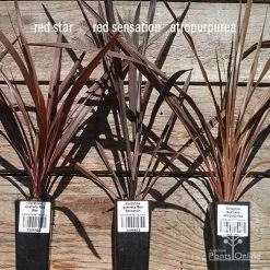 Cordyline Australis Red Sensation -Eco Garden Shop apo cordyline australis comparison 2 1