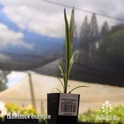 Cordyline Australis Choc Mint -Eco Garden Shop apo cordyline choc mint tubestock