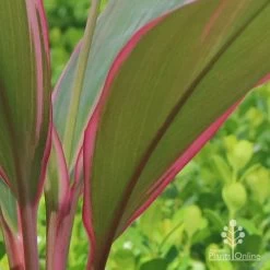 Cordyline Fruticosa Pink Diamond -Eco Garden Shop apo cordyline pink diamond under leaf