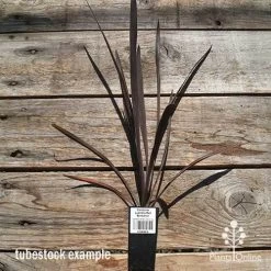 Cordyline Australis Red Sensation -Eco Garden Shop apo cordyline red sensation tubestock