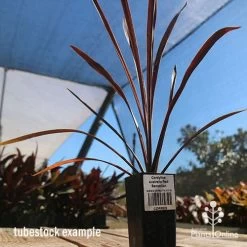 Cordyline Australis Red Sensation -Eco Garden Shop apo cordyline red sensation tubestock nursery