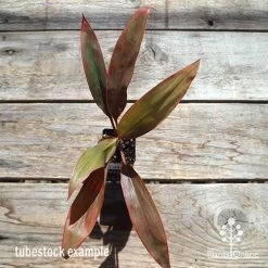 Cordyline Fruticosa Tangelo 27 Cordyline Fruticosa Tangelo -Eco Garden Shop apo cordyline tangelo tubestock top