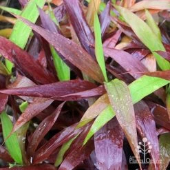 Cordyline Fruticosa Negra -Eco Garden Shop apo cordylne negra colours
