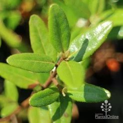 Correa Dinner Bells -Eco Garden Shop apo correa dinner bells foliage