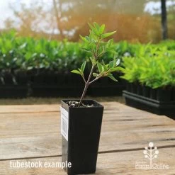 Correa Dusky Bells -Eco Garden Shop apo correa dusky bells