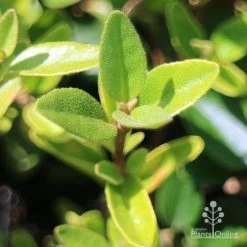 Correa Dusky Bells -Eco Garden Shop apo correa dusky bells foliage