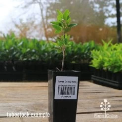 Correa Dusky Bells -Eco Garden Shop apo correa dusky bells tubestock