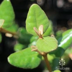 Correa Marian's Marvel -Eco Garden Shop apo correa marians marvel foliage