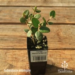 Correa Marian's Marvel -Eco Garden Shop apo correa marians marvel tubestock