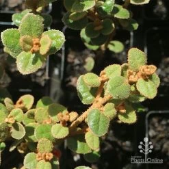 Correa Nummulariifolia - Roundleaf Correa -Eco Garden Shop apo correa nummularia foliage