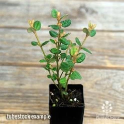 Correa Nummulariifolia - Roundleaf Correa -Eco Garden Shop apo correa nummularifolia tubestock top