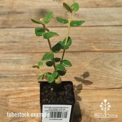 Correa Nummulariifolia - Roundleaf Correa -Eco Garden Shop apo correa nummulariifolia tubestock