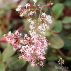 Crassula Purple Dragon - Fairy Crassula -Eco Garden Shop apo crassula purple dragon flower cluster large