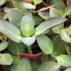Crassula Purple Dragon - Fairy Crassula -Eco Garden Shop apo crassula purple dragon green