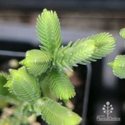 Crassula - Watchchain, Rat Tail Succulent -Eco Garden Shop apo crassula watch chain close