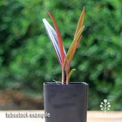 Crinum Wine Time - Swamp Lily -Eco Garden Shop apo crinum wine time tubestock