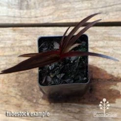 Crinum Wine Time - Swamp Lily -Eco Garden Shop apo crinum wine time tubestock top