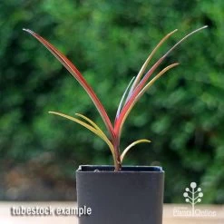 Crinum Wine Time - Swamp Lily -Eco Garden Shop apo crinum wine time tubestock2