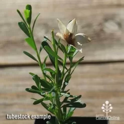 Crowea White Star - Waxflower -Eco Garden Shop apo crowea white star flower