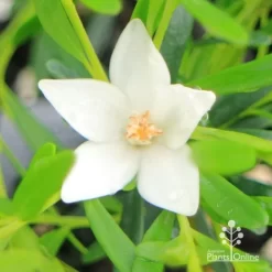 Crowea White Star - Waxflower -Eco Garden Shop apo crowea white star flower close