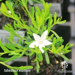Crowea White Star - Waxflower -Eco Garden Shop apo crowea white star tubestock