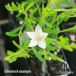 Crowea White Star - Waxflower -Eco Garden Shop apo crowea white star tubestock2