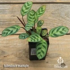Ctenanthe Burle Marxii 5 Ctenanthe Burle Marxii -Eco Garden Shop apo ctenanthe burle marx tubestock top